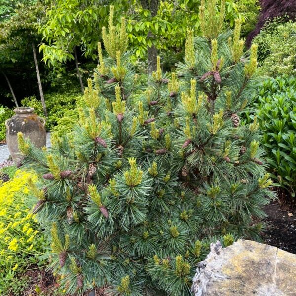 Pinus monticola 'Halloween Broom' Western White Pine