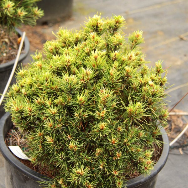 Pinus mugo 'Milky Way' (#1 Container) $250 Gift