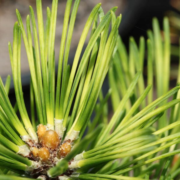 Pinus mugo 'Misty' Mugo Pine