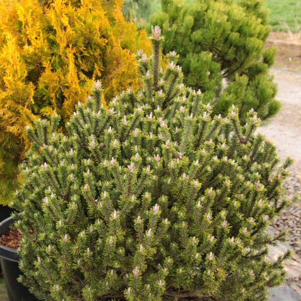 Pinus mugo 'Paul's Dwarf' (#5 Container) $2000+ Gift