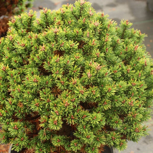 Pinus mugo 'Suncrest' Mugo Pine