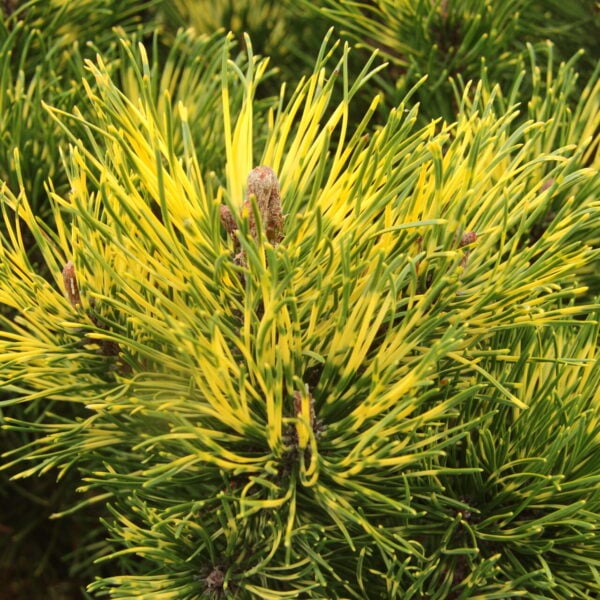 Pinus mugo 'Sunshine' Mugo Pine