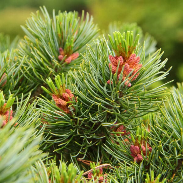 Pinus parviflora ‘Aoba jo’ Japanese White Pine