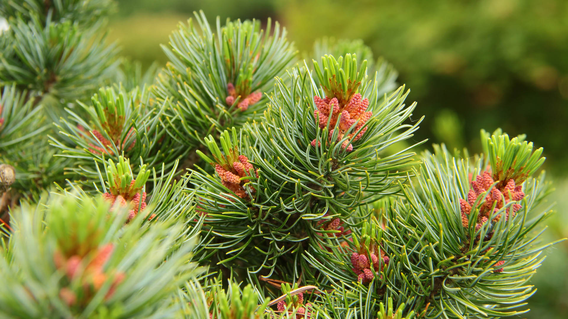 PlantFiles Pictures: Japanese White Pine, Japanese Five-Needled Pine  (<i>Pinus parviflora var. pentaphylla</i>) by WaterCan2