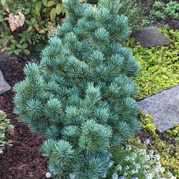 Pinus parviflora ‘Aoi’