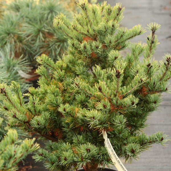 Pinus parviflora 'Billie' ('M-par 4') Japanese White Pine