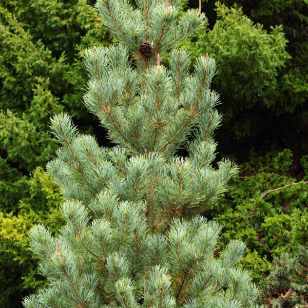 Pinus parviflora 'Blue Lou' Japanese White Pine