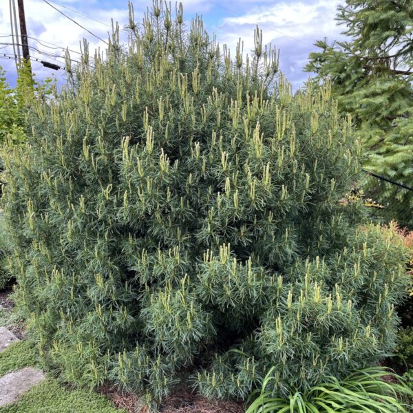 Pinus strobus 'Mini Twists' Eastern White Pine