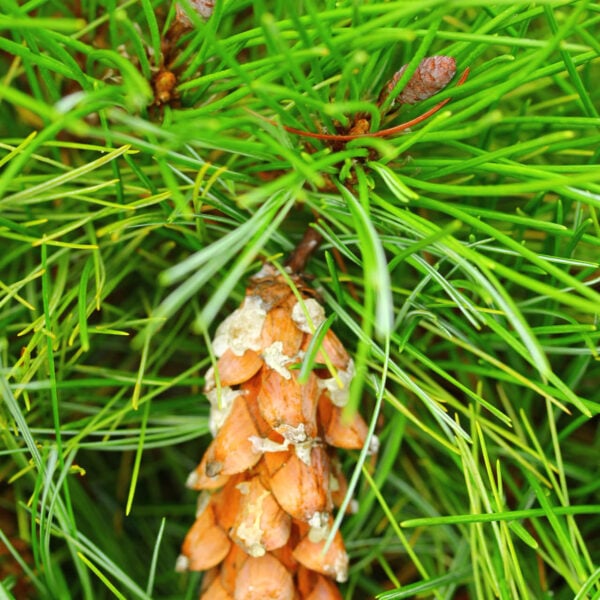 Pinus strobus 'Niagara Falls' Eastern White Pine