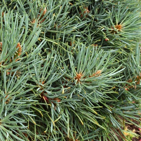 Pinus sylvestris 'Bennett Compact' Scots Pine
