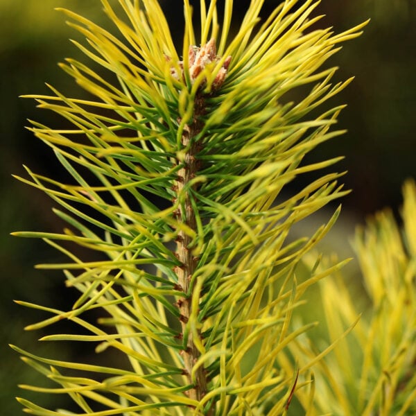 Pinus sylvestris 'Filip's Yellow Fellow' Scots Pine