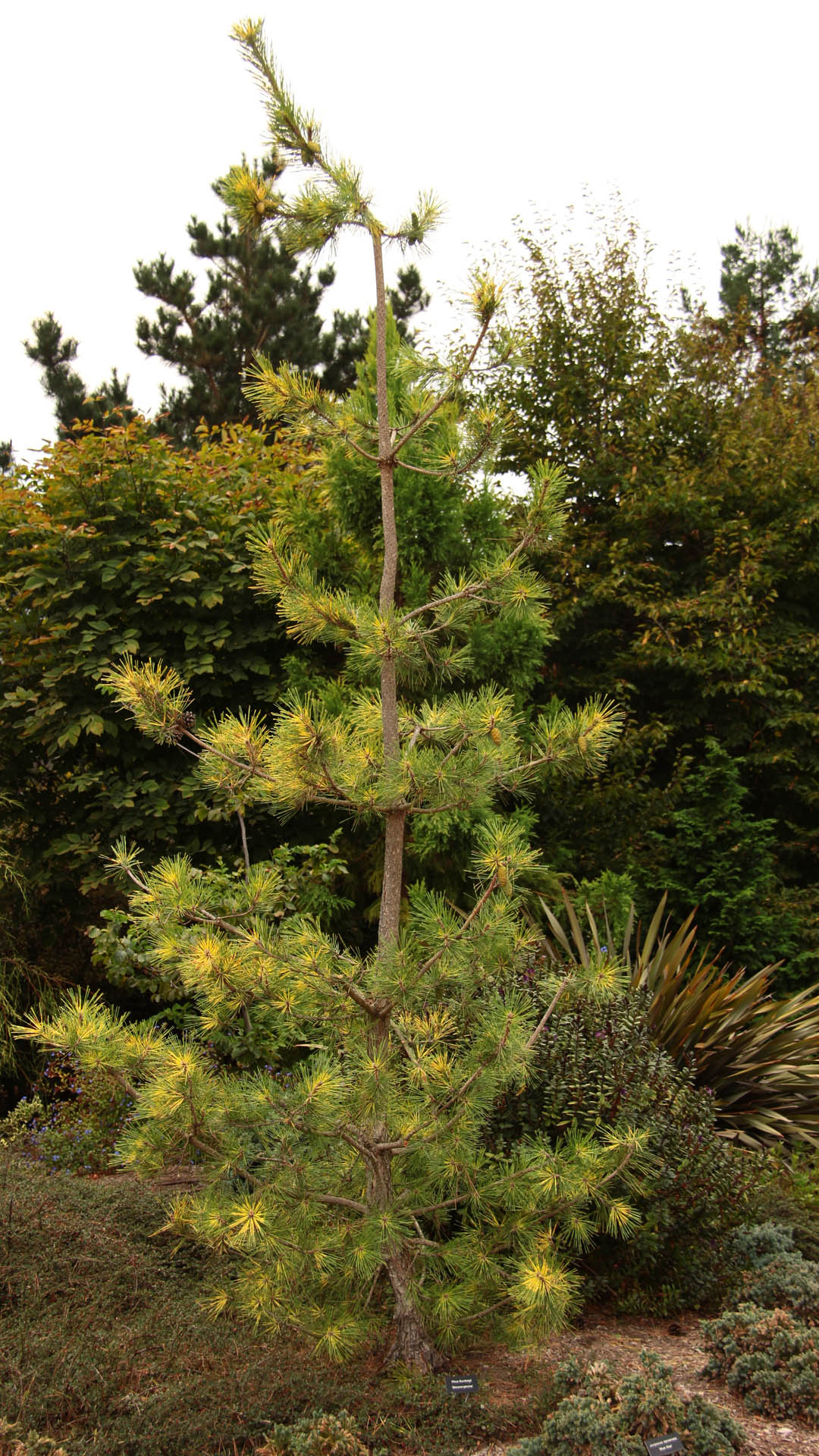 Pinus thunbergii 'Shirome janome' Japanese Black Pine | Conifer