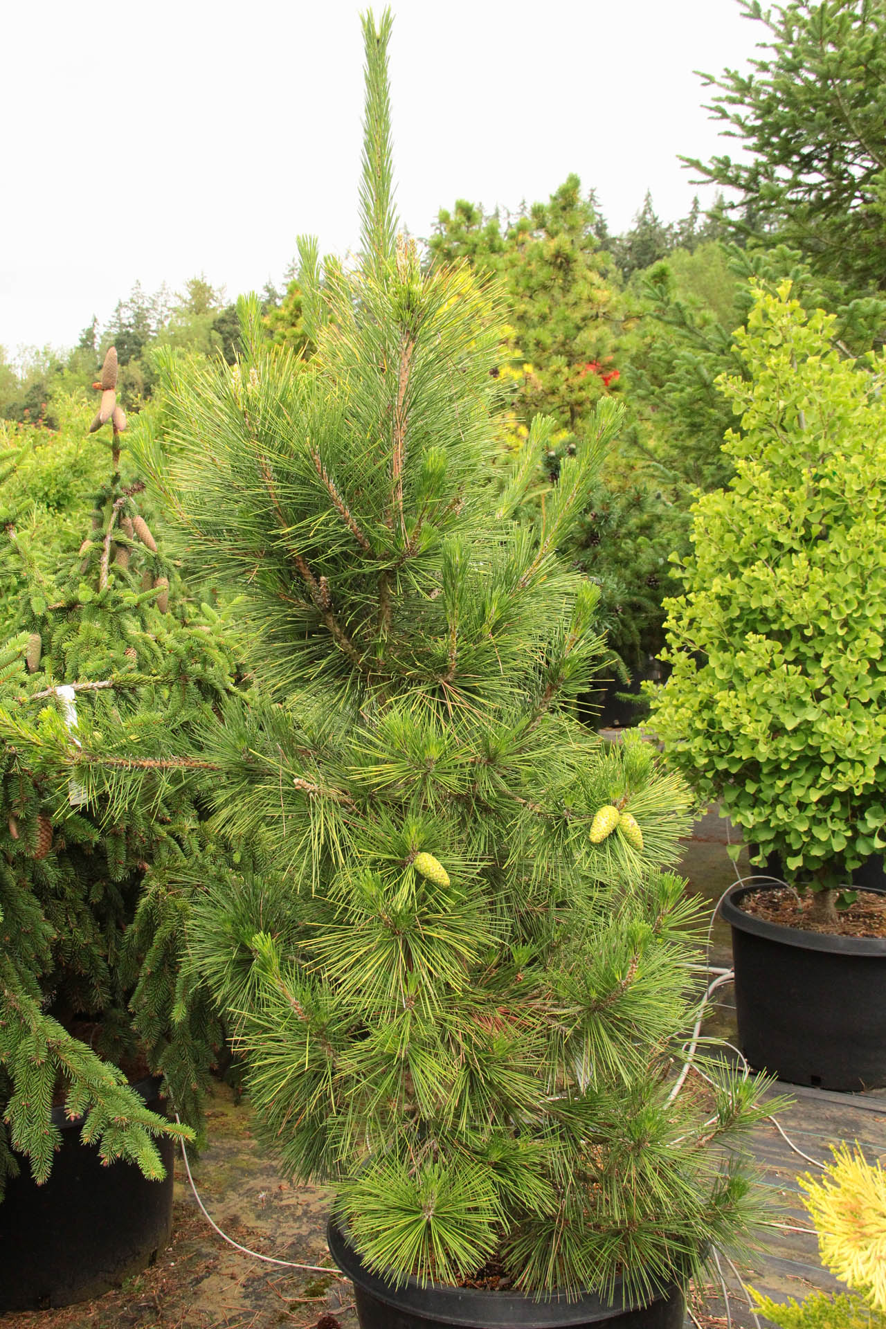 『PHYSIOGNOMIA ARBORUM（樹木の相貌学）』　困難入手な貴重本 Pinus thunbergii 'Shirome janome' Japanese Black Pine | Conifer