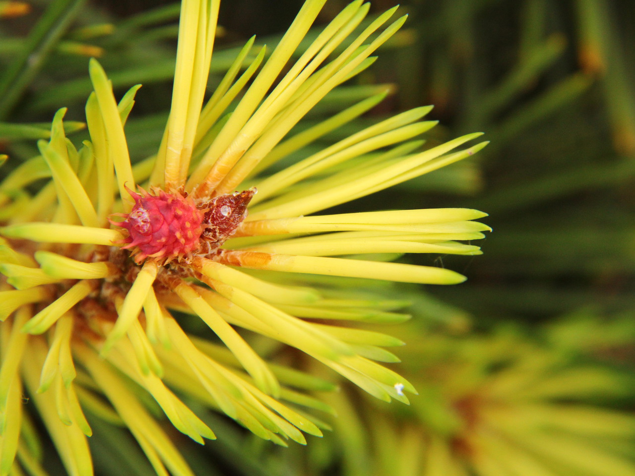 Pinus contorta var. latifolia ‘Taylor’s Sunburst’ Lodgepole Pine