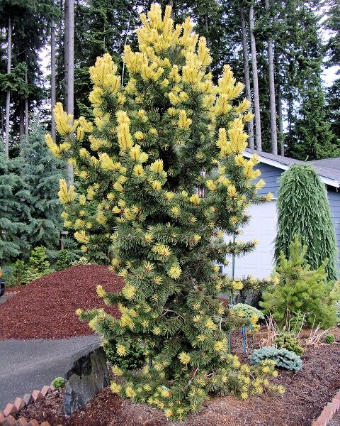 Pinus contorta var. latifolia ‘Taylor’s Sunburst’