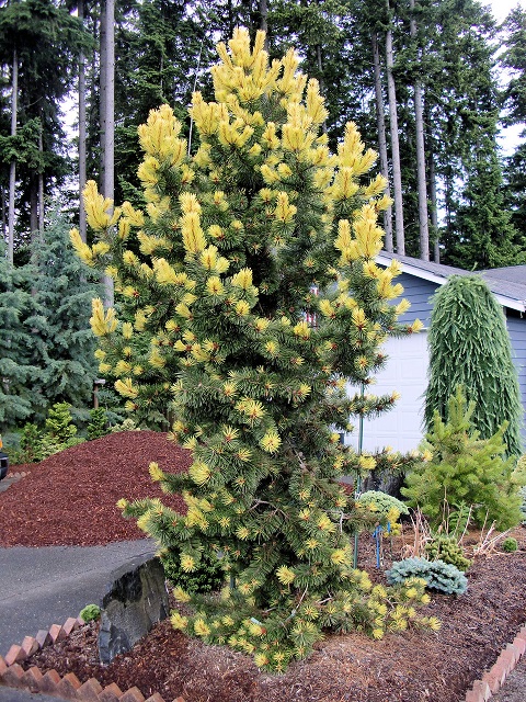 Pinus contorta var. latifolia ‘Taylor’s Sunburst’