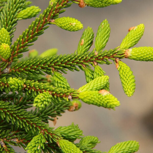 Picea orientalis 'Gowdy'  Oriental Spruce 