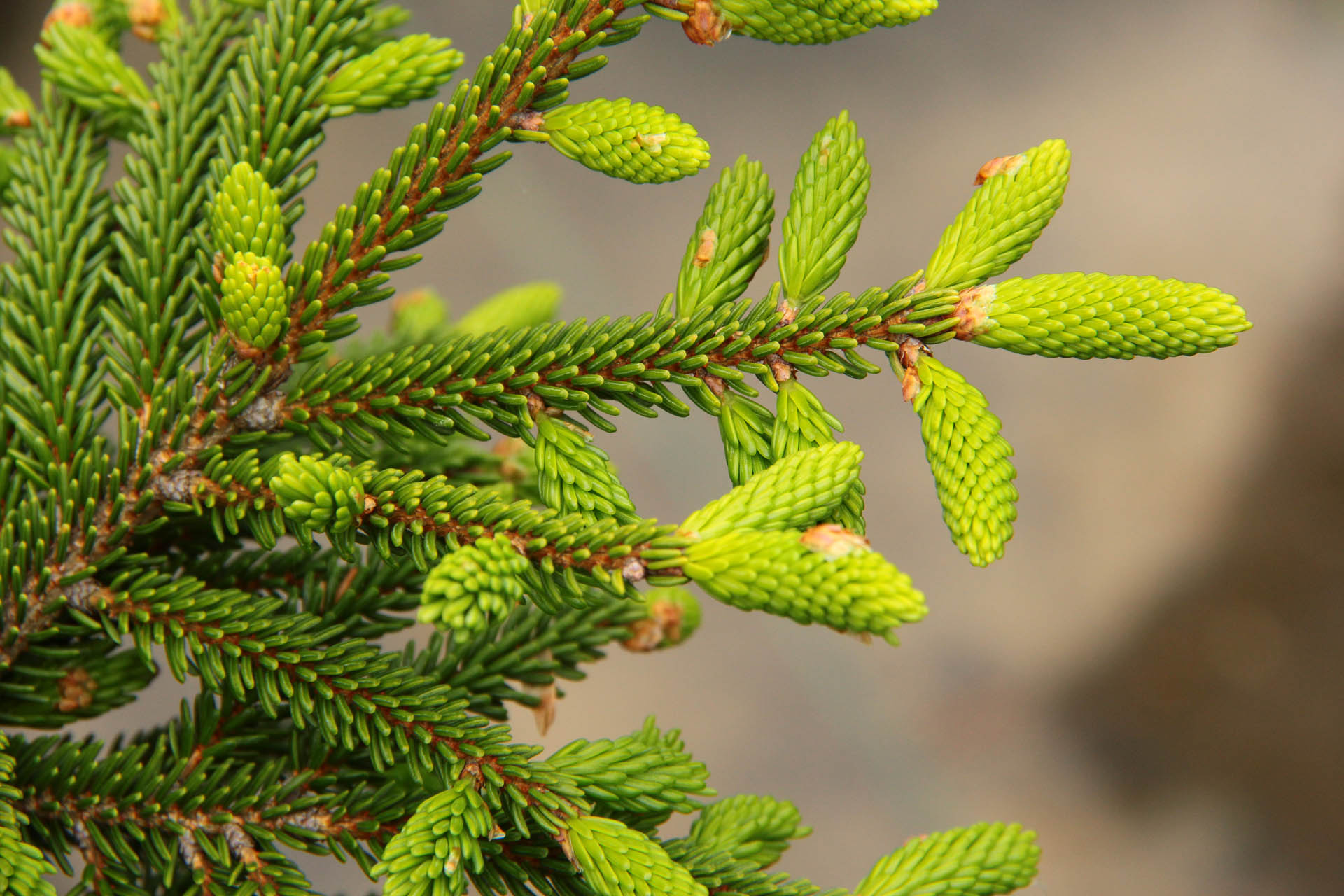 Picea orientalis ‘Gowdy’
