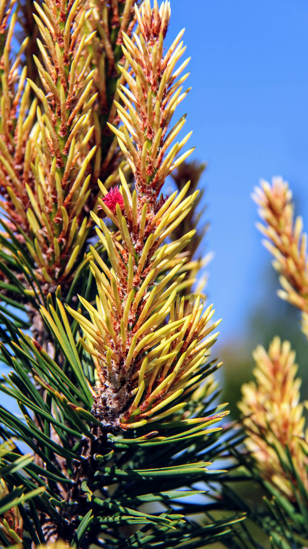 Pinus contorta var. latifolia ‘Taylor’s Sunburst’ Lodgepole Pine