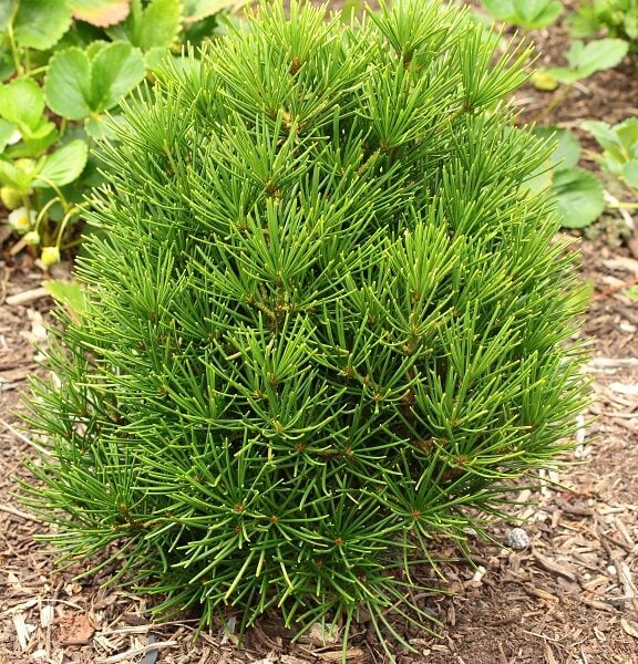 Sciadopitys verticillata 'Grune Kugel' Japanese Umbrella Pine