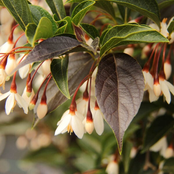 Styrax japonica 'Evening Lights' Japanese Snowbell