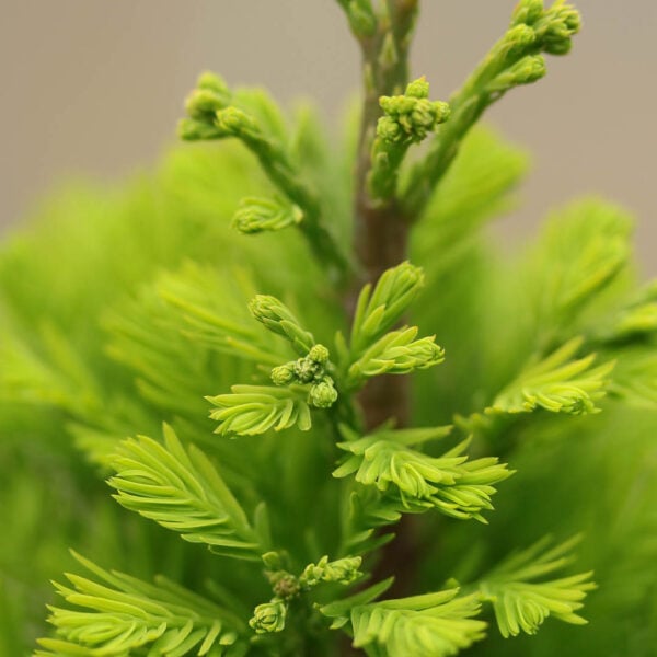 Taxodium distichum ‘Peve Minaret’