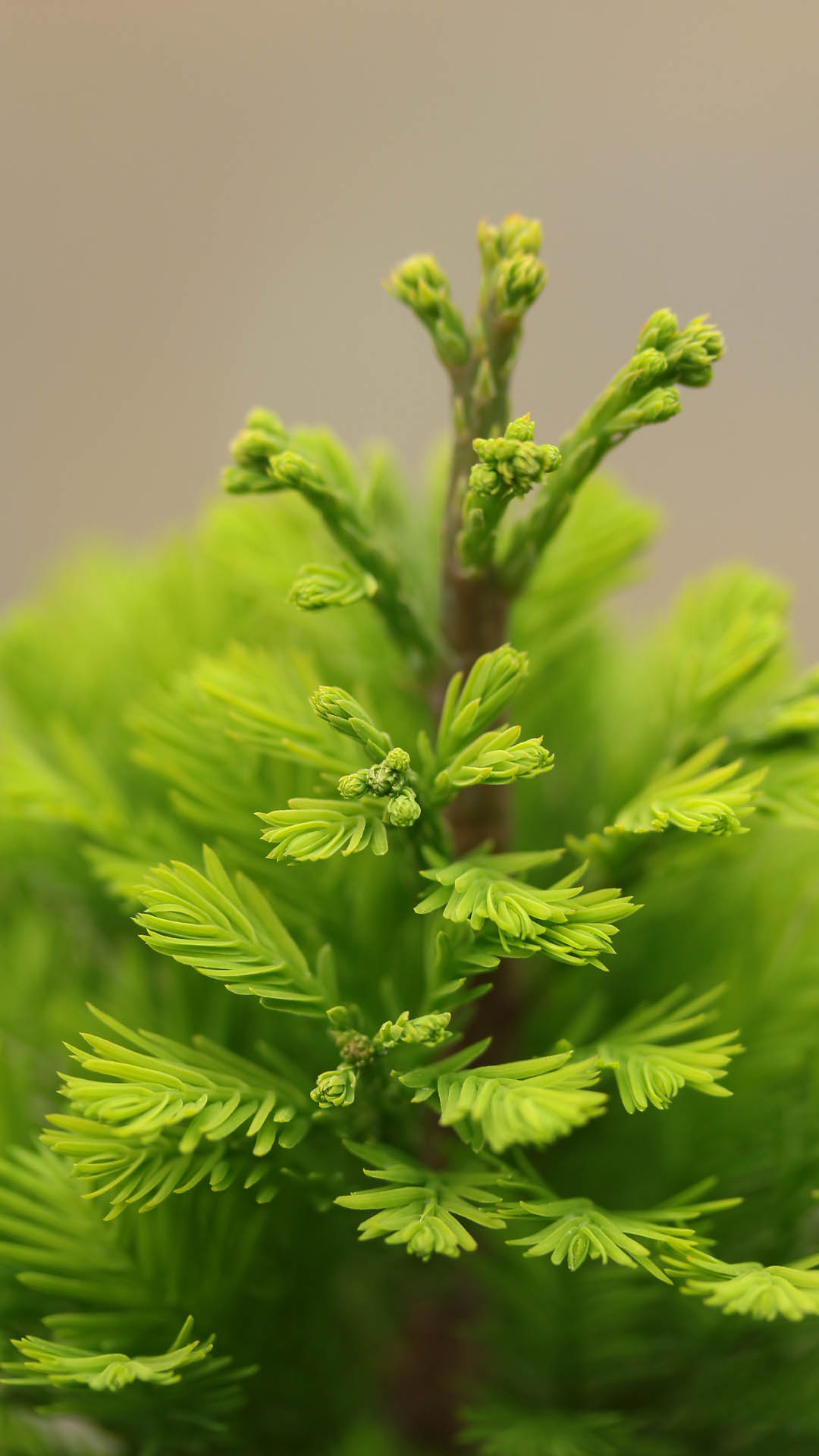 Taxodium distichum ‘Peve Minaret’