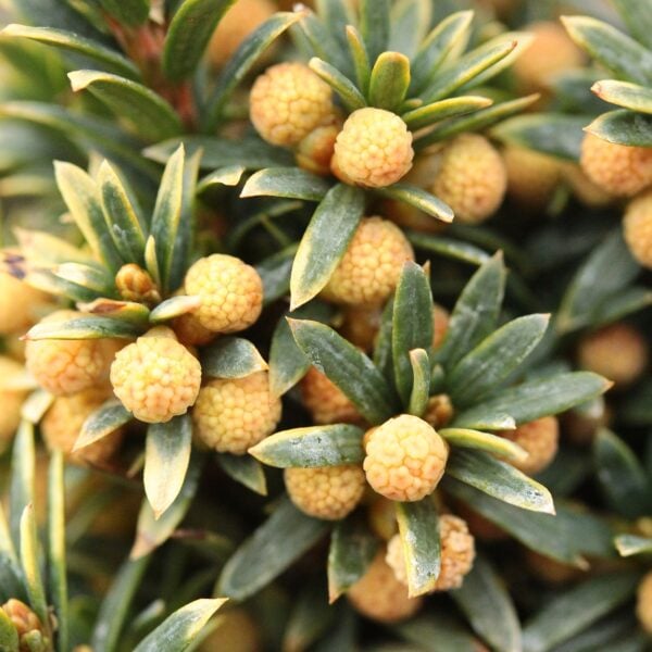 Taxus baccata 'Goldener Zwerg' English Yew