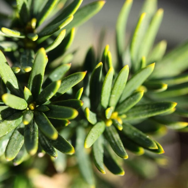 Taxus (x) media 'Beanpole' Hybrid Yew
