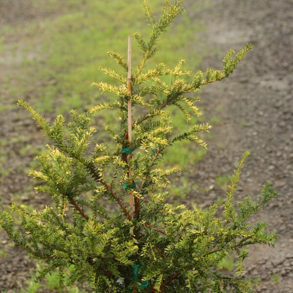 Taxus baccata 'Adpressa Aurea' English Yew