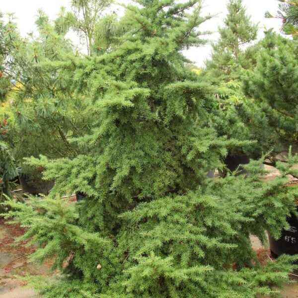 Tsuga mertensiana Mountain Hemlock