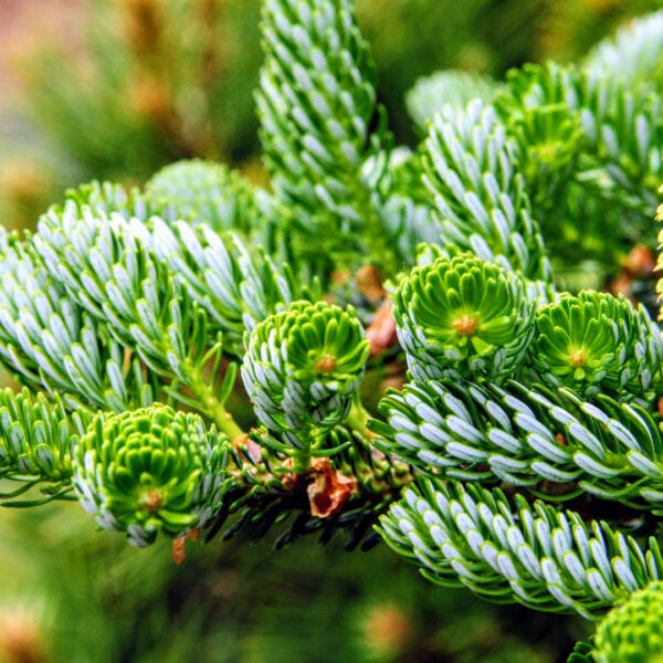 Abies koreana ‘Horstmann’s Silberlocke’