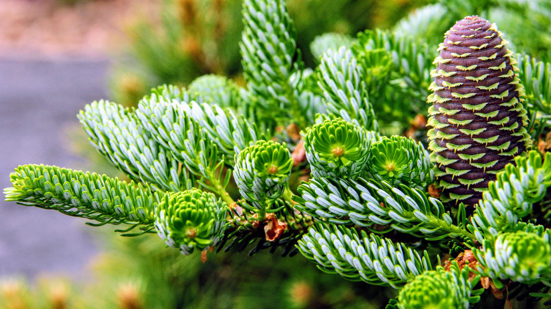 Abies koreana ‘Horstmann’s Silberlocke’