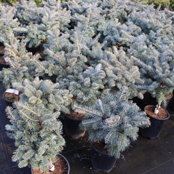 Abies koreocarpa (x) 'Tannja' Korean Fir