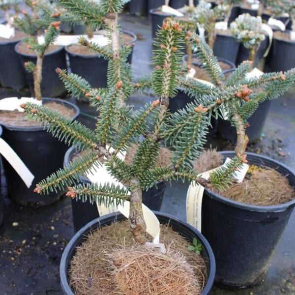 Abies pinsapo 'Serenado' Spanish Fir