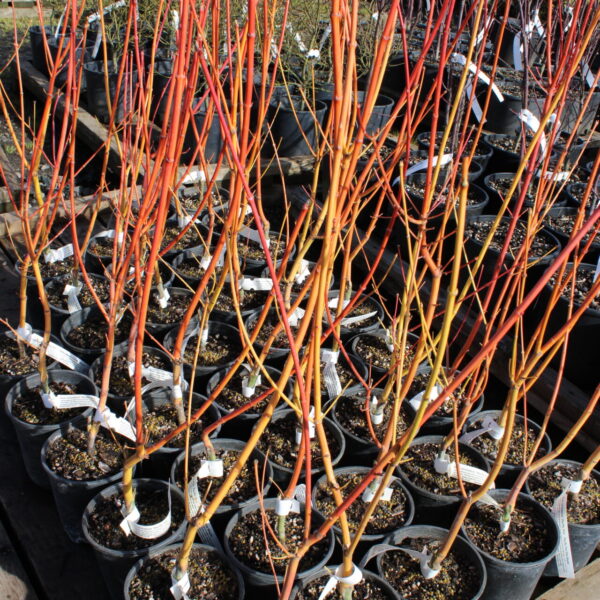 Acer circinatum ‘Pacific Fire’ Vine Maple