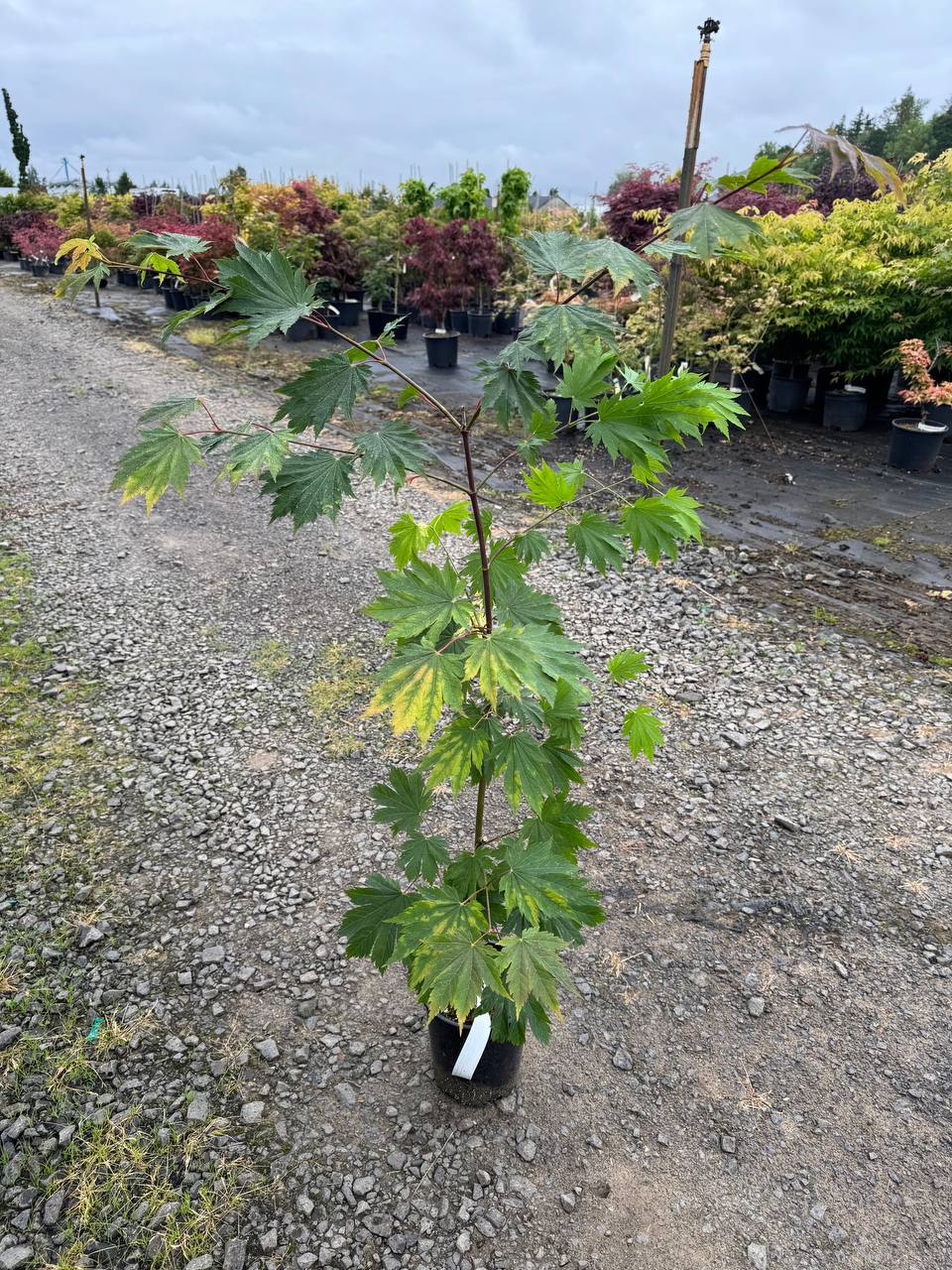 Emmett's Pumpkin Japanese Maple | Full Moon Maple Tree | Conifer
