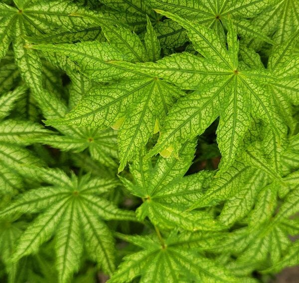 Acer palmatum 'Aka shigitatsu sawa' Japanese Maple