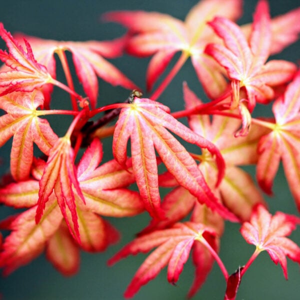 Acer palmatum 'Coral Magic' Japanese Maple