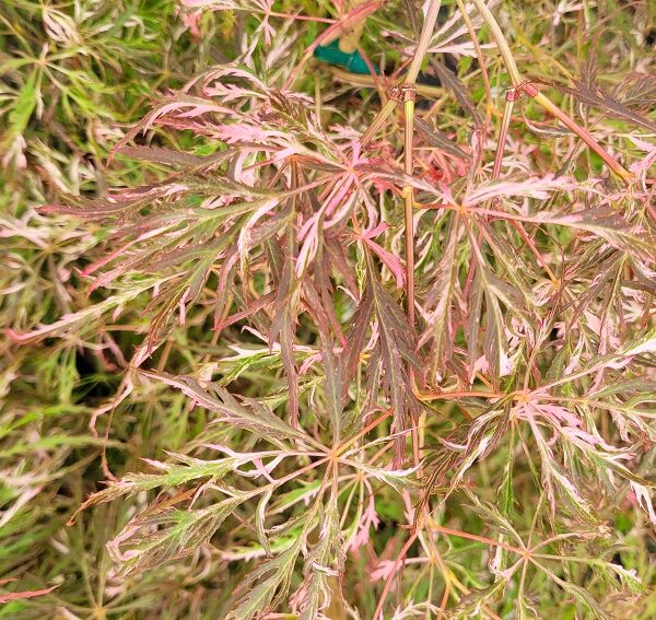 Hana matoi Japanese Maple