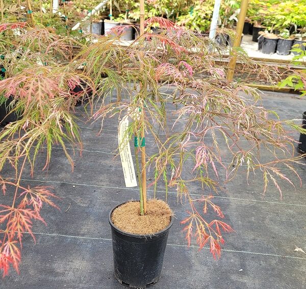Acer palmatum 'Hana matoi'