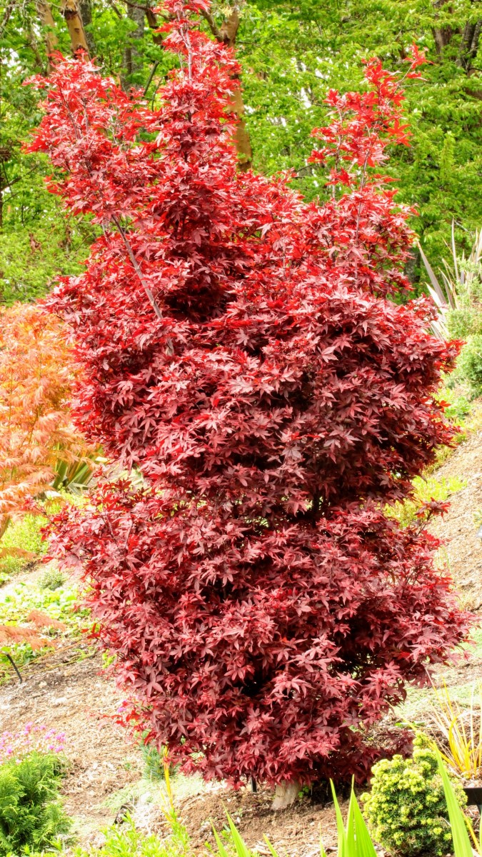 Acer palmatum ‘Twombly’s Red Sentinel’
