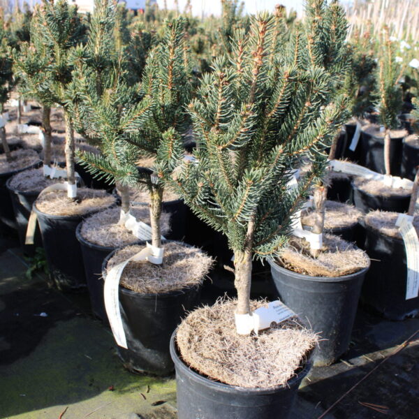 Picea abies 'Cupressina'