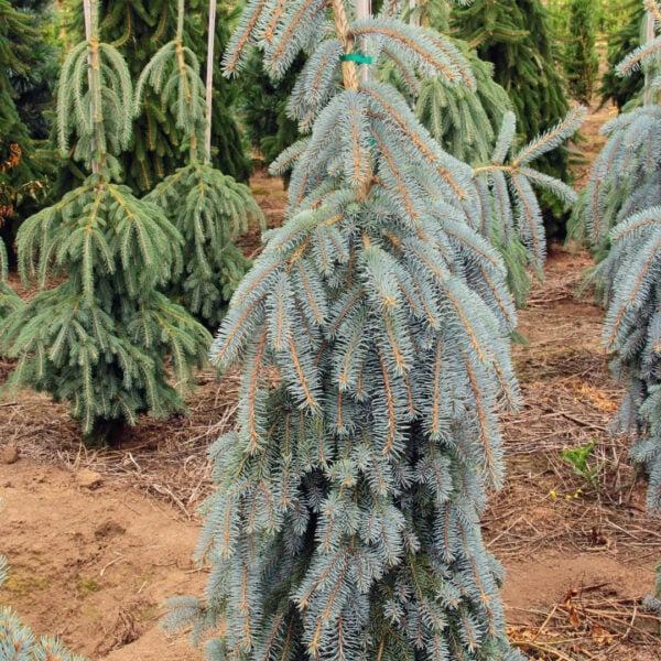 Picea pungens ‘The Blues’