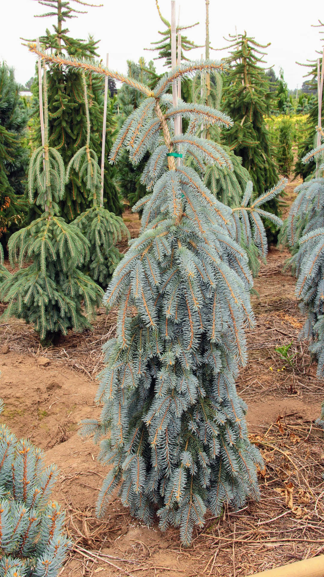 Picea pungens ‘The Blues’