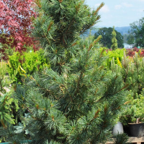 Pinus koraiensis 'Morris Blue' Korean Pine
