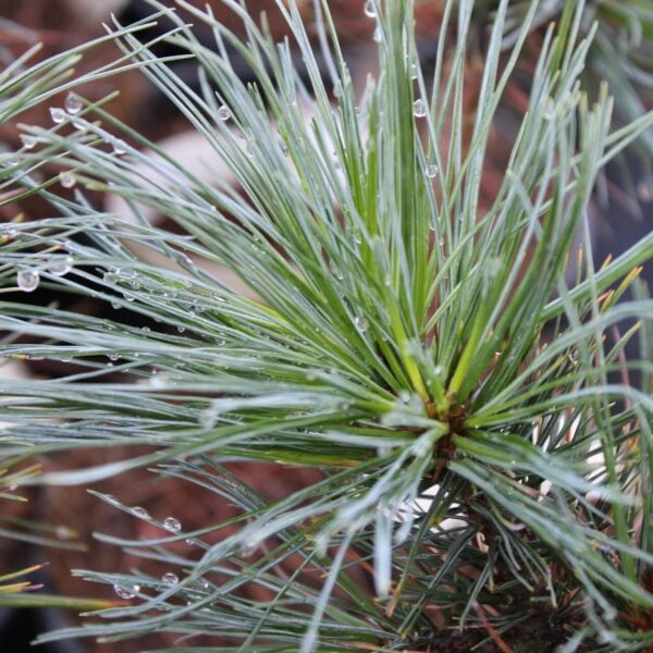 Pinus strobus 'Bloomers Dark Globe' Eastern White Pine