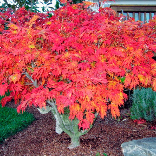 1 Vivero Arbol Hermano – Aconitifolium Sushovan