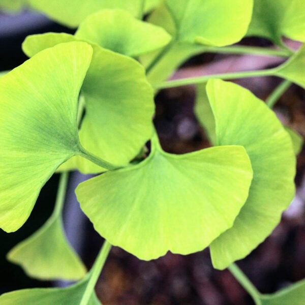 Ginkgo biloba ‘Beijing Gold’ Beijing Gold Maidenhair Tree