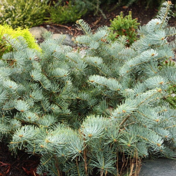 Abies concolor 'La Veta' White Fir
